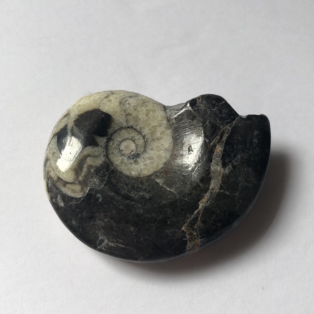 REAL fossil